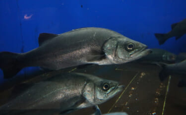 魚類最大のグループ「スズキ目」から『スズキ』が脱退？　分類調査の科学技…