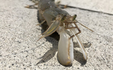 美味だけどマニアック過ぎる魚の部位　シャコの爪・ハゼの卵・カマスの腸