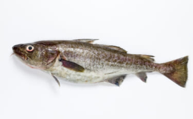 冬の食卓を支える「タラ」の価格はロシアの気分次第　安価な大衆魚は過去の…