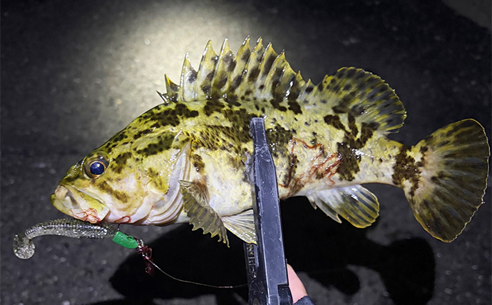 「ゲストでは釣れるのに狙うと釣れないチヌ」 専用タックルでのチニングで本命不発