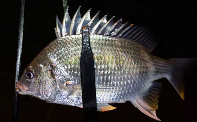 メバリングロッド流用チニングで45cm級チヌに50cmシーバス　メバル用プラグにヒット