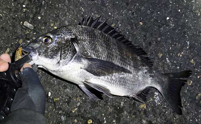 メバリングロッド流用チニングで45cm級チヌに50cmシーバス　メバル用プラグにヒット