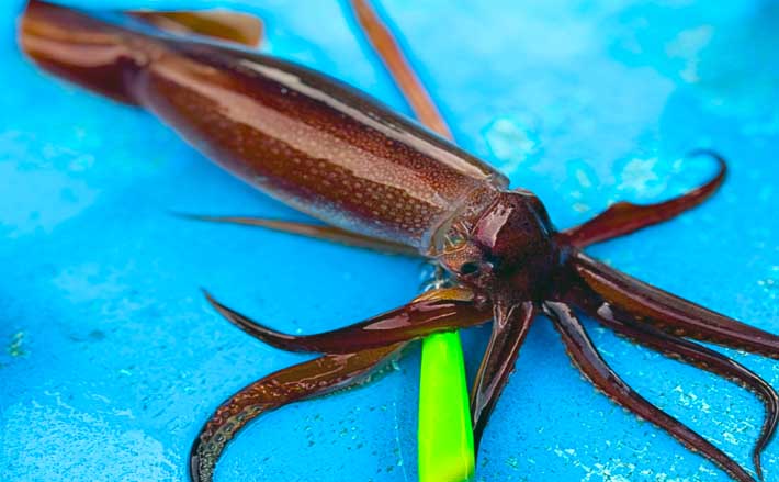 富山湾のスルメイカがノッコミ間近か 「スルメタル」で2桁釣果達成