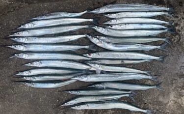 「タナ攻略はガン玉が決め手！」サヨリ釣りで25尾キャッチ【茨城・鹿島港魚釣園】