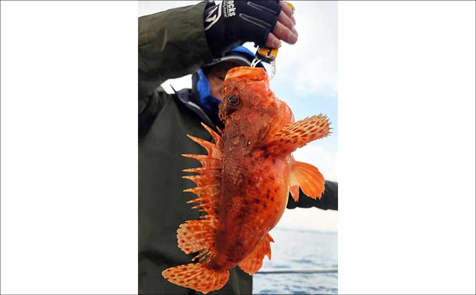 【沖釣り釣果速報】タイラバで良型アマダイ続々　船中16匹＆食べごろマダイもヒット（北陸）