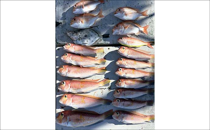 【沖のルアー釣果速報】ヤリイカ半夜便で船中トップ30匹も！三重沖イカメタルが好調（三重）