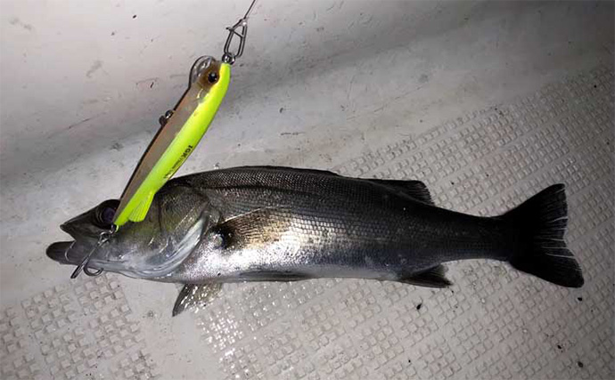 伊勢湾奥ナイトボートゲームでカサゴ全員ツ抜け達成【三重】セイゴ＆キジハタも好反応