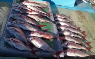【沖釣り釣果速報】大型マダイ頭に良型ずらり！大分沖のタイラバ絶好調（大…