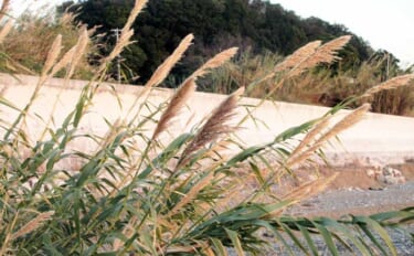 冬に釣り場で見ることができる植物たち　釣りシーズン開幕の目安になること…
