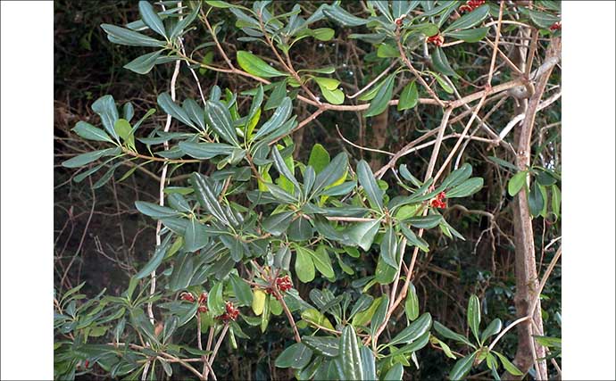 冬に釣り場で見ることができる植物たち　釣りシーズン開幕の目安になることも