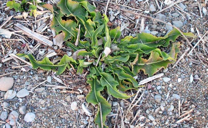 冬に釣り場で見ることができる植物たち　釣りシーズン開幕の目安になることも