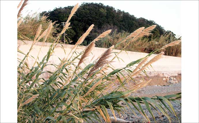 冬に釣り場で見ることができる植物たち　釣りシーズン開幕の目安になることも
