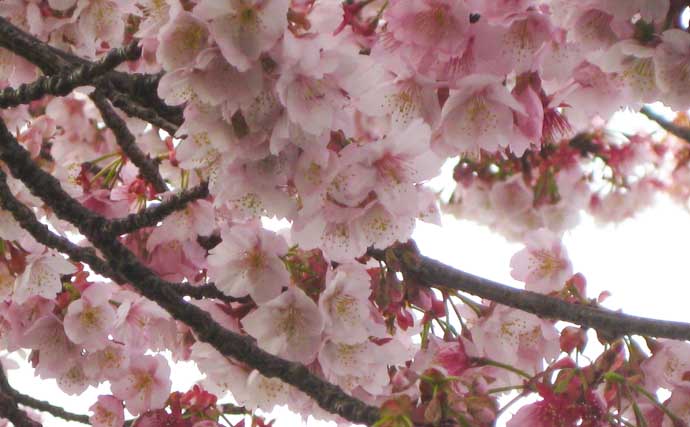 冬に釣り場で見ることができる植物たち　釣りシーズン開幕の目安になることも