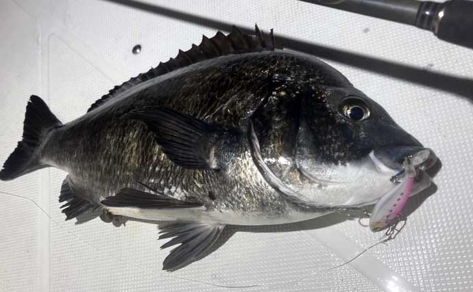 極寒の真冬の夜でもクロダイが連発！　温排水エリアをルアーで狙い撃ち