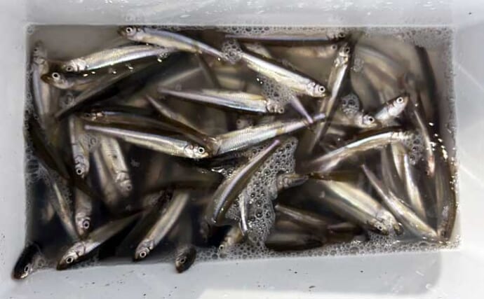 冬の風物詩「琵琶湖ワカサギすくい」に挑戦！　100匹超えの結果に満足