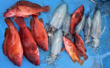 真冬のボート釣りでアオリイカとアカハタを好捕【大分】 刺身＆唐揚げに舌…