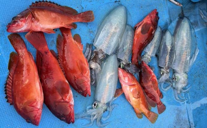 真冬のボート釣りでアオリイカとアカハタを好捕【大分】 刺身＆唐揚げに舌鼓！