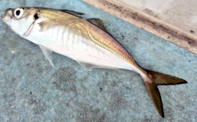 関東エリアの【船釣り特選釣果】東京湾のシロギス絶好調！束釣り達成者も現る