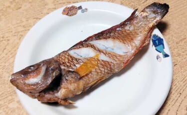 ゲスト魚で作る「自然食」レシピ：ベラのちょい干し　薄塩がポイント