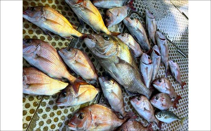 関西エリアの【船釣り特選釣果】サビキマダイ本格化！60cm級大型交じりで数釣り達成