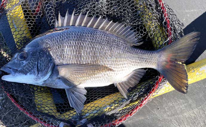 稲毛海浜公園のヘチ釣りでクロダイ2尾手中【千葉】フジツボ餌に好反応
