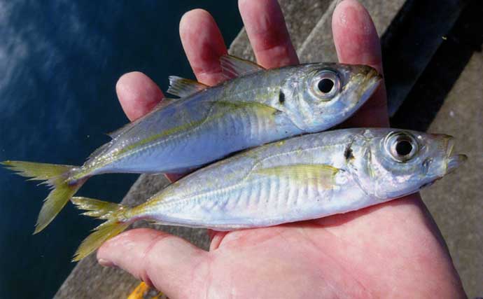 錦漁港の投げサビキ釣りで17cm級主体にアジ29匹好捕【三重】引き潮に苦戦も本命連発