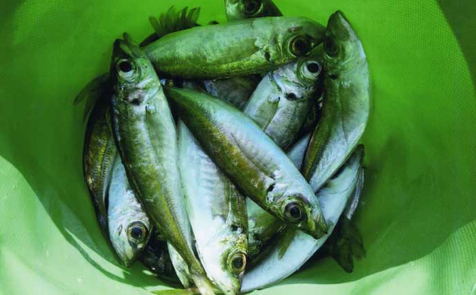 錦漁港の投げサビキ釣りで17cm級主体にアジ29匹好捕【三重】引き潮に苦戦も本命連発