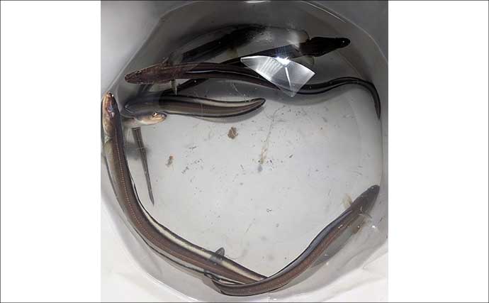 「極寒でも本命確保！」大野海岸の夜釣りでマアナゴ7匹を手中【愛知】