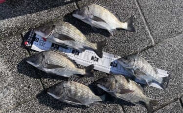 ウキフカセ釣りで30cm超クロダイ連発！【静岡・浜名湖】フグの猛攻をか…