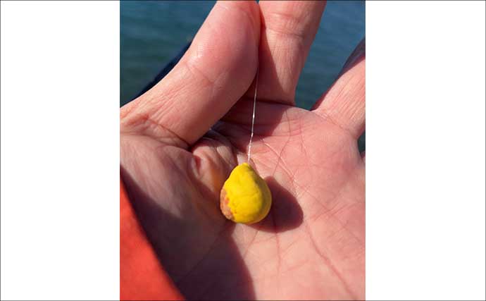 ウキフカセ釣りで30cm超クロダイ連発！【静岡・浜名湖】フグの猛攻をかわして攻略