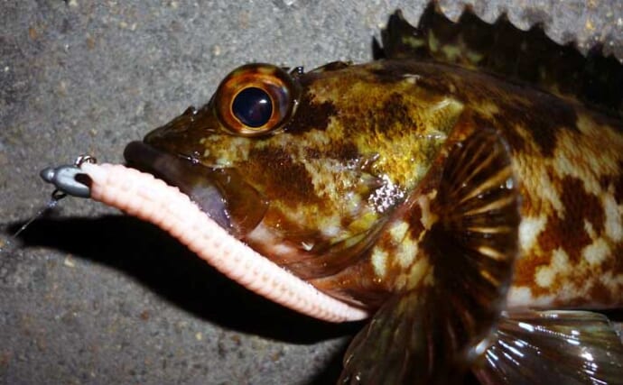 「パワーイソメが効いた！」四日市港ライトゲームで良型カサゴ連発【三重】