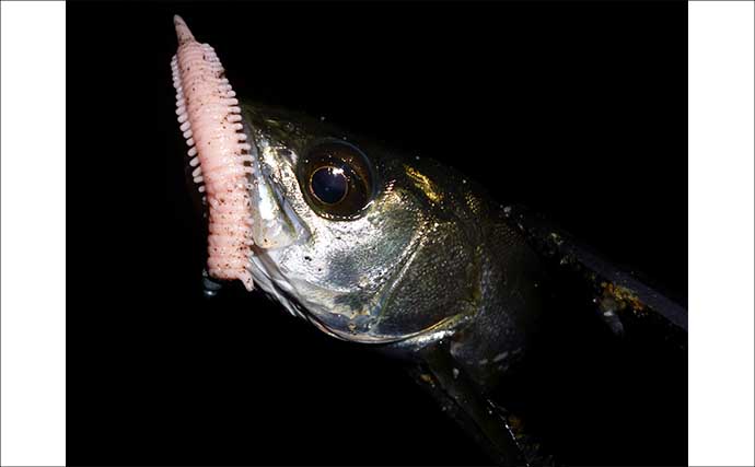 「パワーイソメが効いた！」四日市港ライトゲームで良型カサゴ連発【三重】