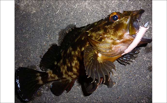 「パワーイソメが効いた！」四日市港ライトゲームで良型カサゴ連発【三重】