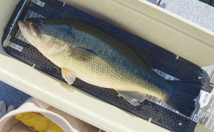 真冬の高山ダムで48.5cmビッグバス手中【京都】ホバスト炸裂で価値ある1尾