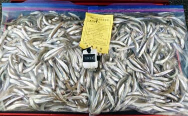 今季絶好調の入鹿池ボートワカサギ釣りで1000匹突破！【愛知】取水塔前…