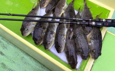 東京湾の「湾フグ釣り」徹底解説　専用タックルと釣り方の基本を詳説
