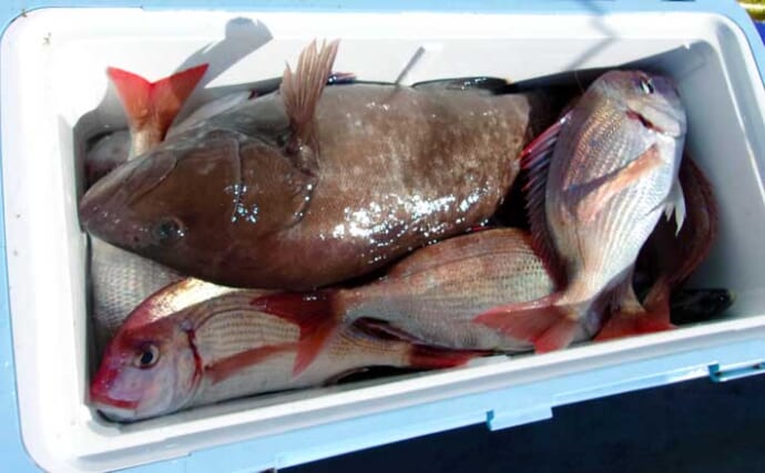 「トップ規定数50尾到達！」片貝沖のハナダイ釣りで良型主体に入れ食いタイム満喫【千葉】