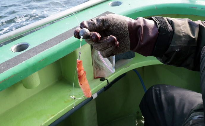 「トラフグ専門船で本命連発！」カットウ釣り初挑戦者もヒットして船中12尾【東京湾・吉野屋】