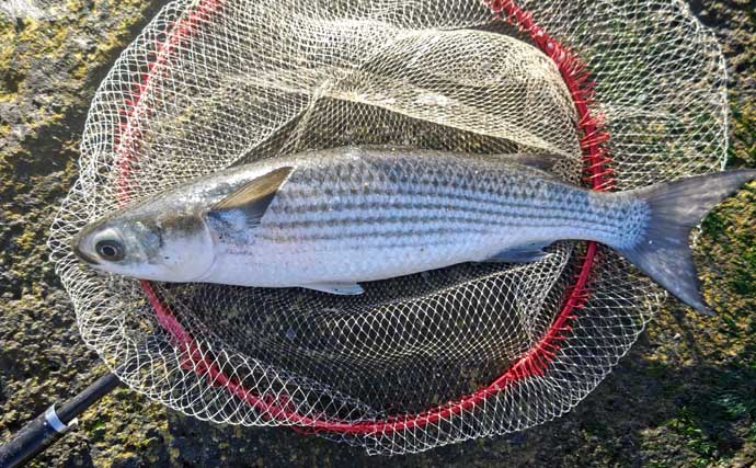 磯フカセ釣りで35cm頭にクロダイ10尾手中【千葉・富浦】好潮流とエサ取りの少なさが追い風