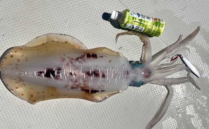 伊是名島で出会った正真正銘の「海人」の話　アオリイカともずくが繋いだ冬の記憶