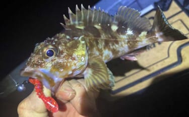 雪中ボートロックゲームでカサゴと対面【三重】シャッドテールワームにヒッ…