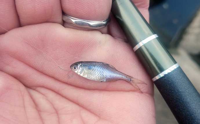 真冬の釣り場選びは「流れ・水深・水温」に注目　淡水小物釣りで入れ食いを堪能！