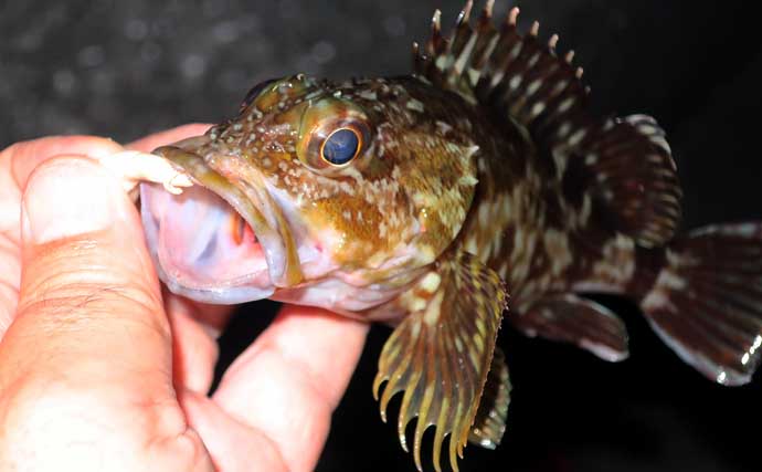 冬のルアーカサゴ釣り攻略ガイド　【効果抜群のワームリグ4選】