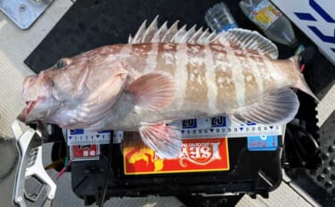 スロージギング＆タイラバ釣行で高級魚乱舞！【山口】クーラーボックスは満…