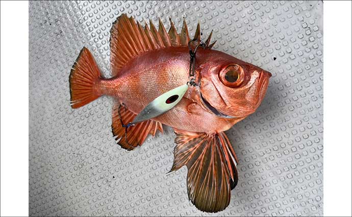 スロージギング＆タイラバ釣行で高級魚乱舞！【山口】クーラーボックスは満タンに