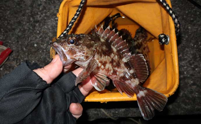 冬のカサゴにはチューブワームが最強！【おすすめリグとアクションを解説】