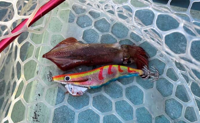 「初のアオリイカ釣るまで10ヶ月！」エギングで釣果を上げるには強い精神力が必要？