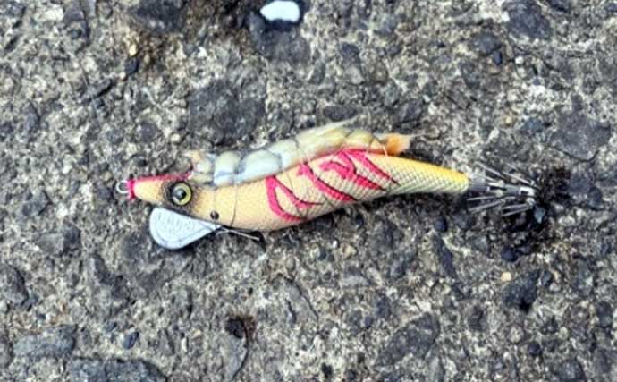 「初のアオリイカ釣るまで10ヶ月！」エギングで釣果を上げるには強い精神力が必要？