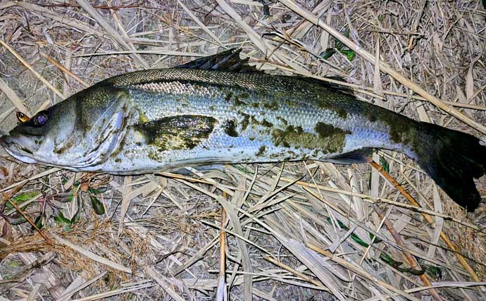 「バチ抜けは確認できず」バイブレーションルアーに60cm級シーバス2連発【千葉】