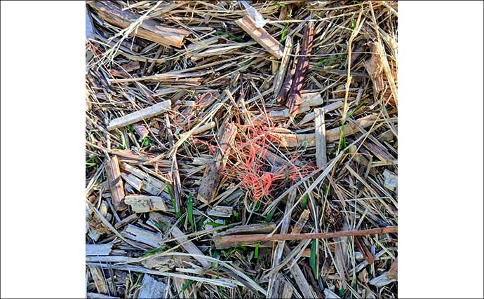 「バチ抜けは確認できず」バイブレーションルアーに60cm級シーバス2連発【千葉】